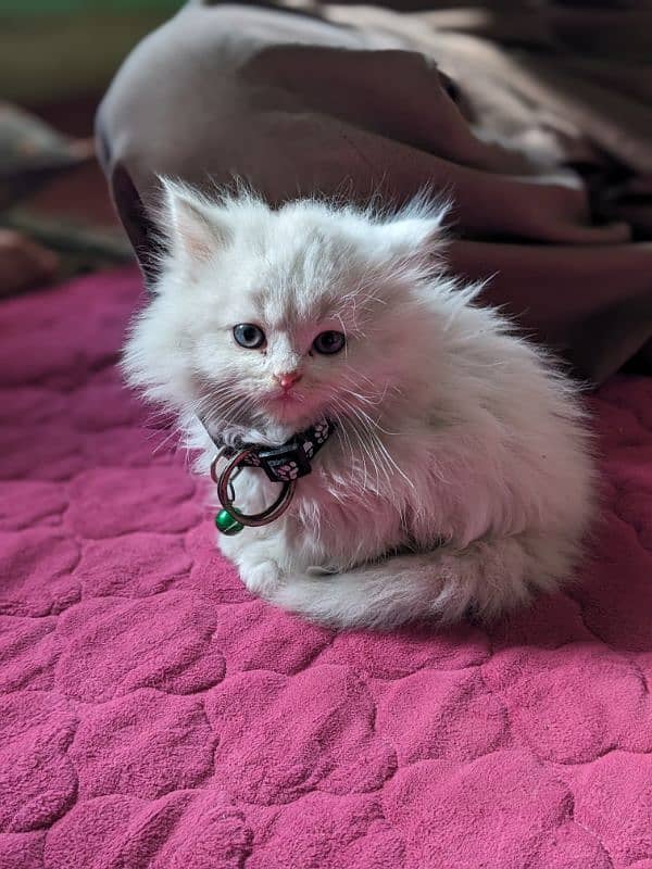 Persian kittens II cute kittens II cat baby For sale II 1