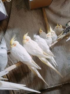 common white breeder pair and patthy