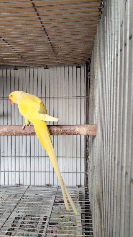 Yellow Ringneck Breeder Male 0