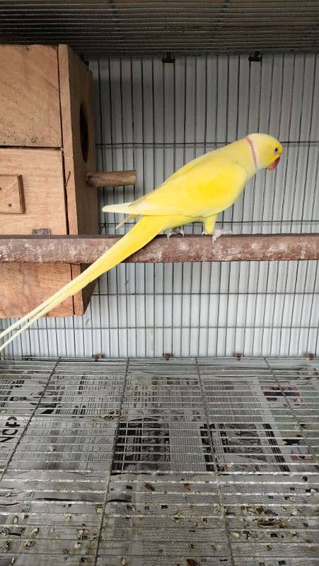 Yellow Ringneck Breeder Male 1