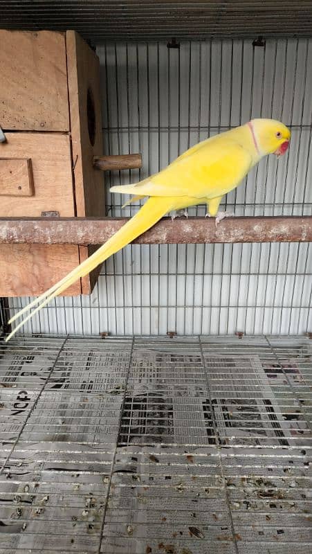 Yellow Ringneck Breeder Male 2