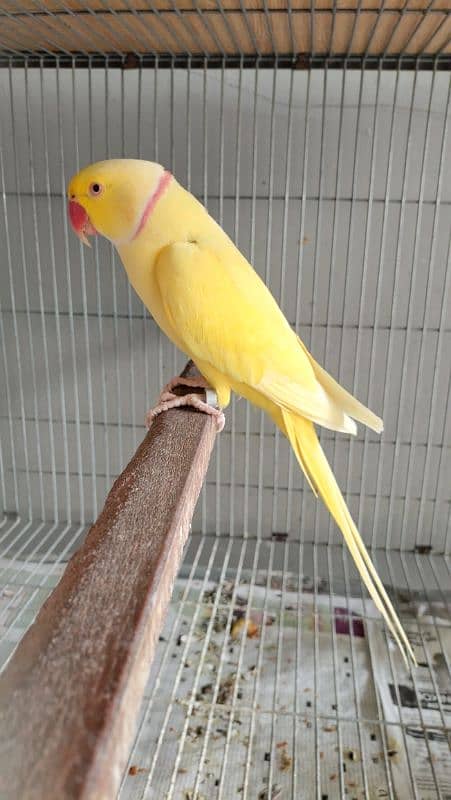 Yellow Ringneck Breeder Male 3