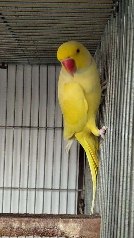 Yellow Ringneck Breeder Male 4