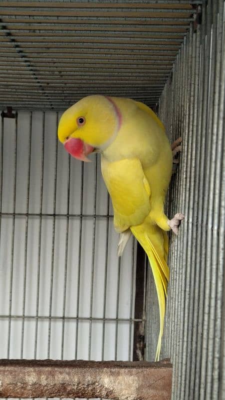 Yellow Ringneck Breeder Male 5