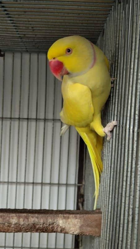 Yellow Ringneck Breeder Male 6