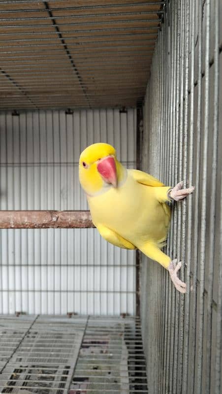 Yellow Ringneck Breeder Male 7