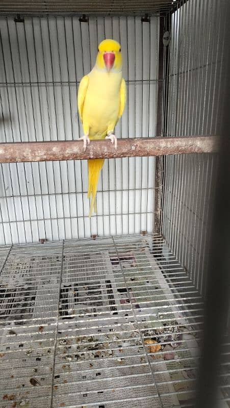 Yellow Ringneck Breeder Male 8