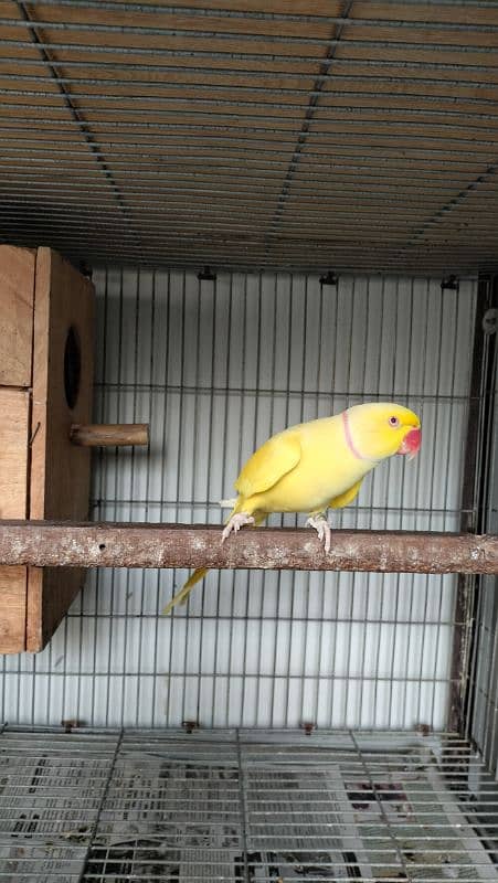 Yellow Ringneck Breeder Male 9