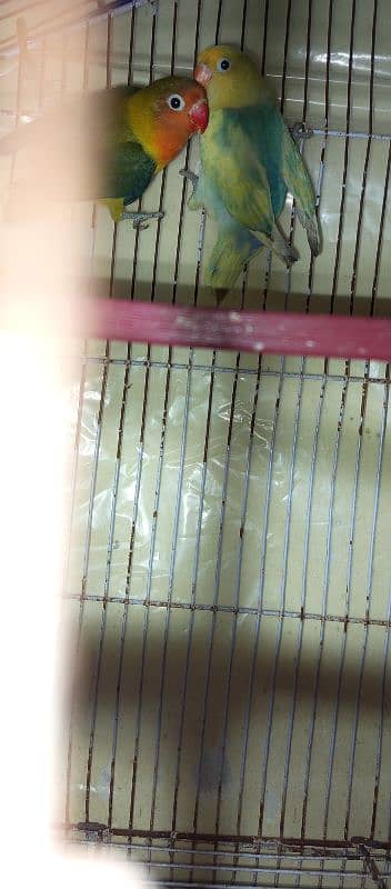 Love bird chicks Bule pastel ino green opline 2