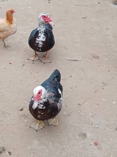 muscovy duck for sell