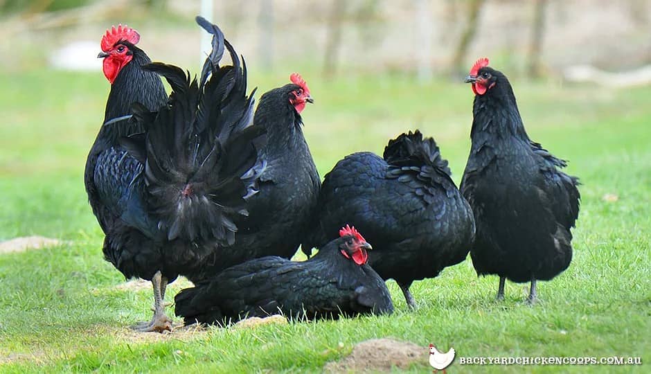 Australorp chicks | golden misri chicks | Rir Chicks 0