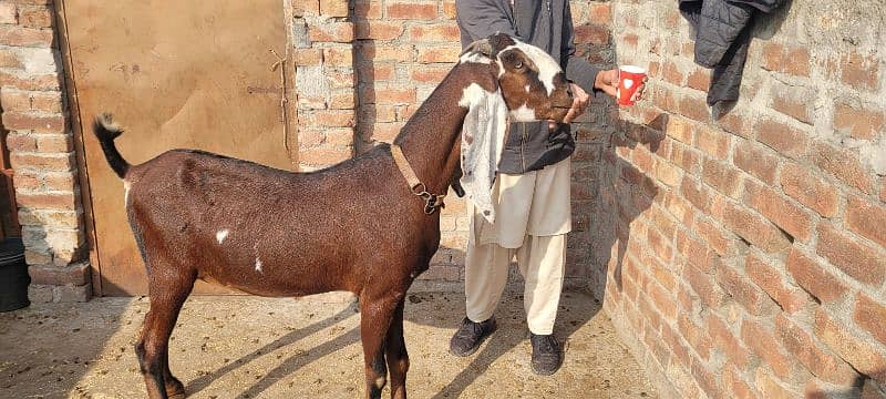 nagri bakri dubble hadi female 0