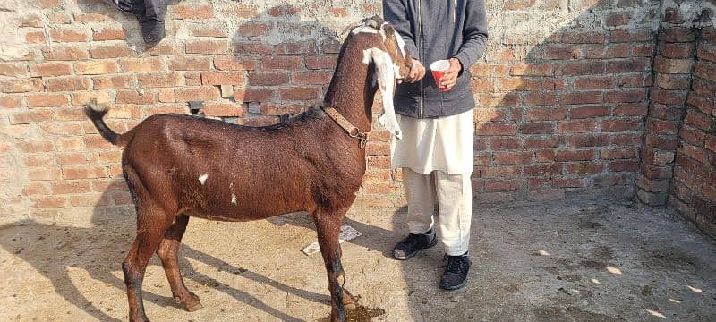 nagri bakri dubble hadi female 1