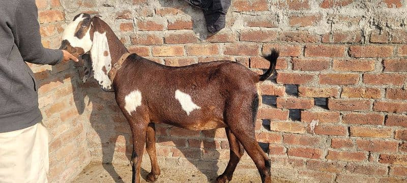 nagri bakri dubble hadi female 2