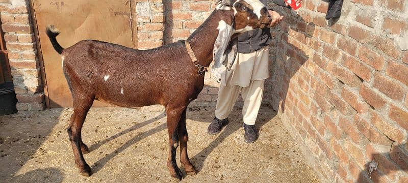 nagri bakri dubble hadi female 3