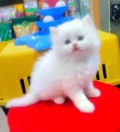 Persian beautiful cat for sale 0329/89/95/475 My WhatsAp number