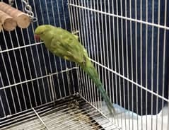 Green Parrot