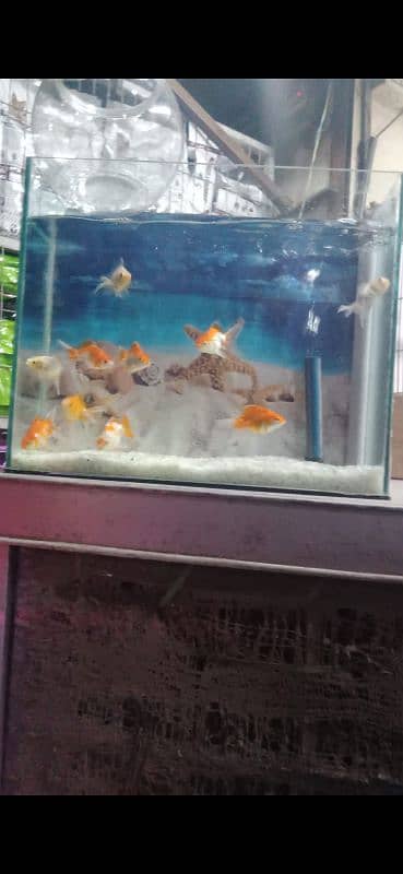 Brand New Fish Aquarium 0