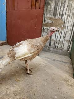 turkey Bird only 1 female available