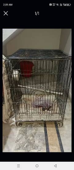 gray parrot cage