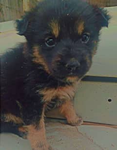 german female puppy exchange only gulatir