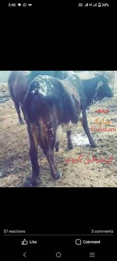 cow sale our exchange