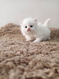 Persian kittens/long coat kittens /kitties/cat baby