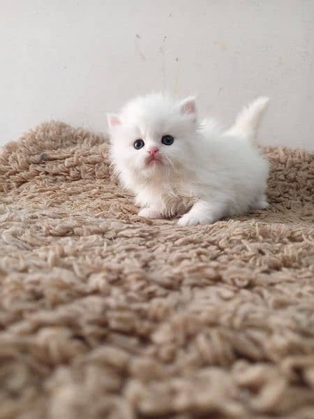 Persian kittens/long coat kittens /kitties/cat baby 1