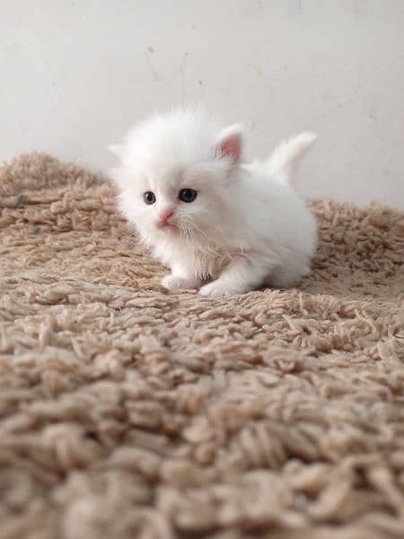 Persian kittens/long coat kittens /kitties/cat baby 2