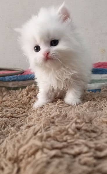 Persian kittens/long coat kittens /kitties/cat baby 3