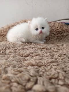 Persian kittens/long coat kittens /kitties/cat baby