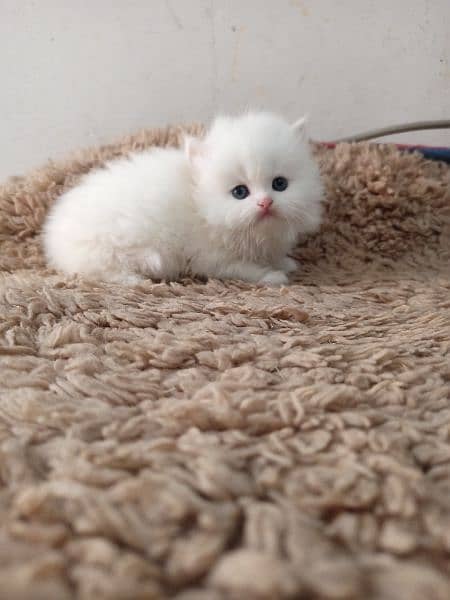 Persian kittens/long coat kittens /kitties/cat baby 0