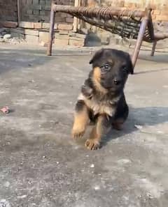 German Shepherd puppy / GSD puppy / long coat puppies / german puppies