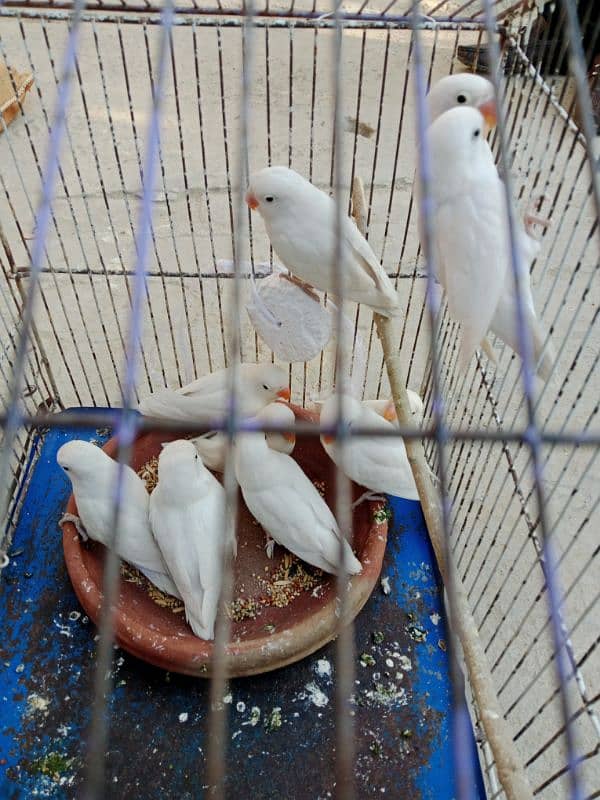 Albino Black eyes parrot 0