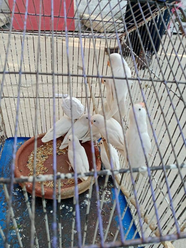 Albino Black eyes parrot 1