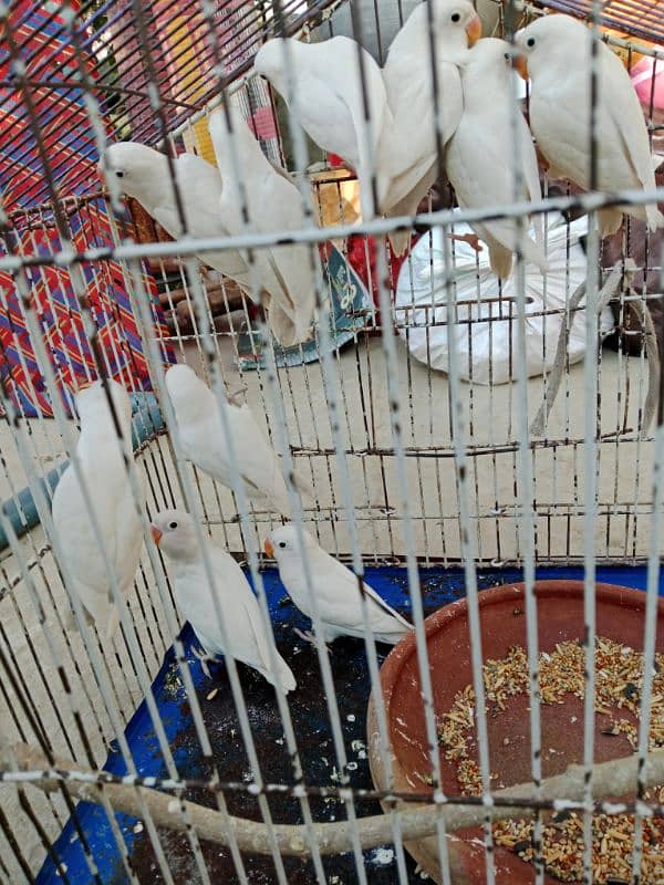 Albino Black eyes parrot 3