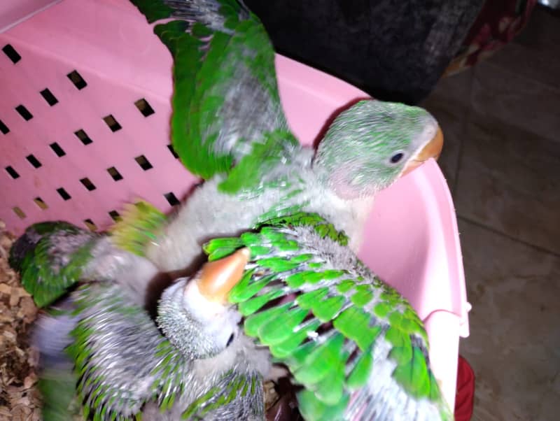 Raw (Pahari) Chicks Available 0