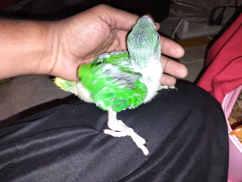 Raw (Pahari) Chicks Available 3