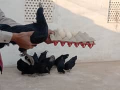 ayam Cemani eggs