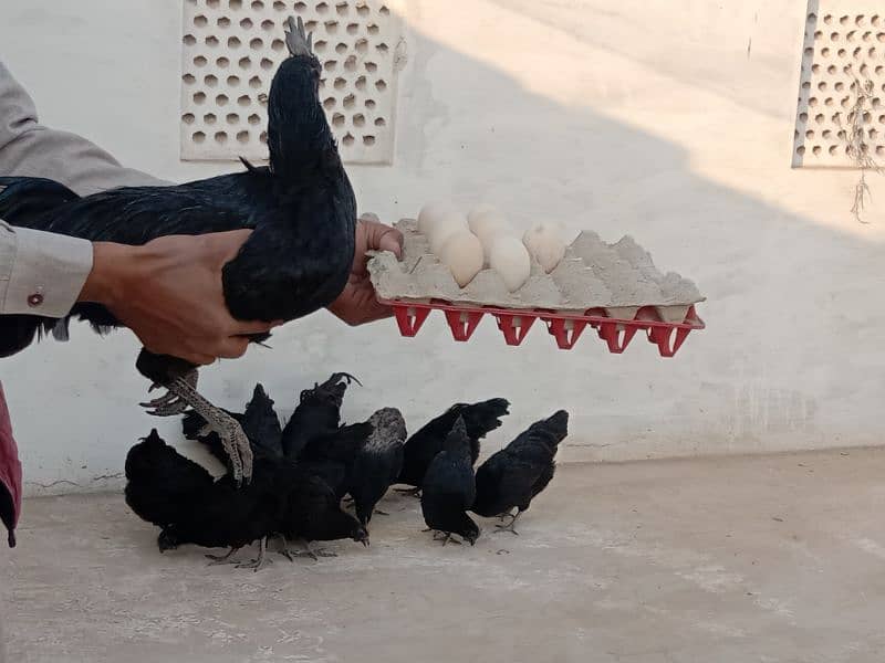 ayam Cemani eggs 0