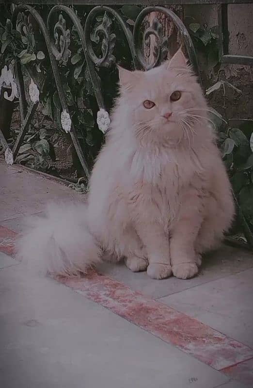 persian male cat 0