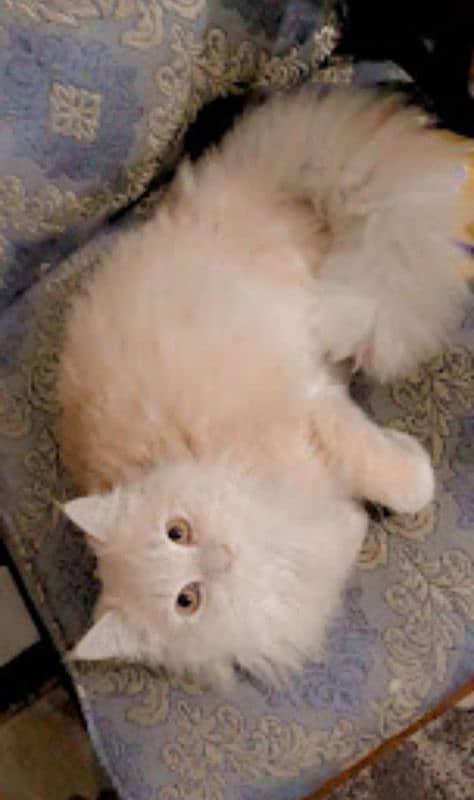 persian male cat 1