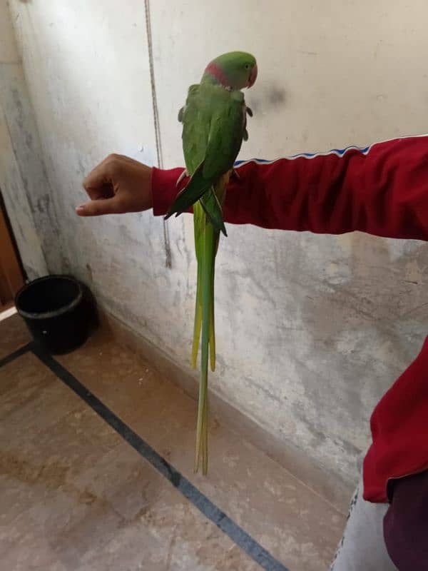 Raw parrot 0