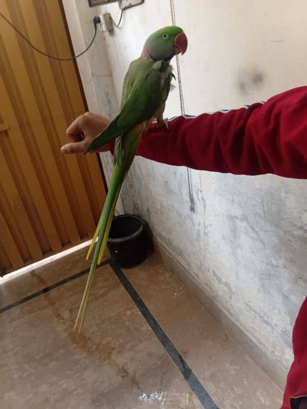 Raw parrot 1