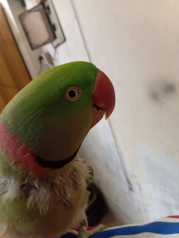 Raw parrot 2