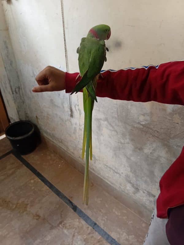 Raw parrot 5