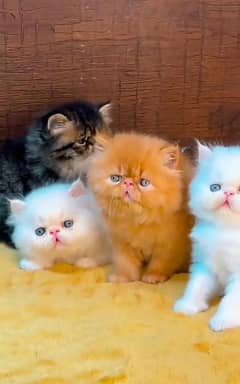 Persian cat for sale male or female my WhatsApp 0329=35=54=428