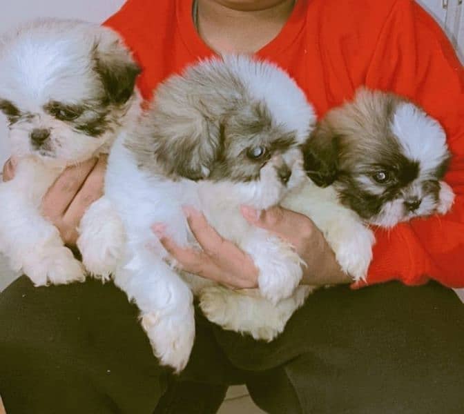 shiztu male puppies 0