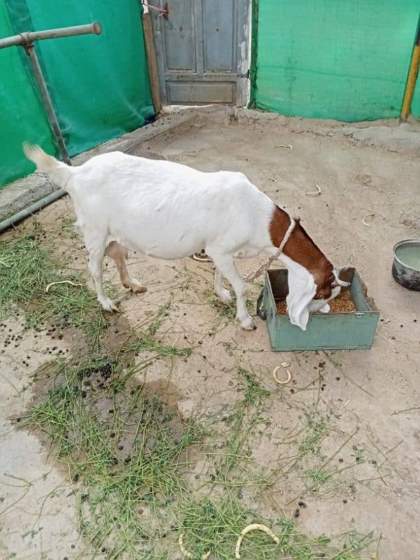 Gulabi Tapri Goat urgent sale 8