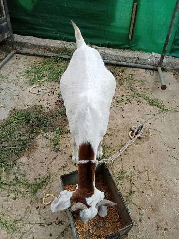 Gulabi Tapri Goat urgent sale 9